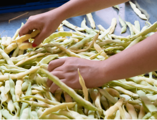 Haricots Tarbais frais 5kg - Légumineuses bio FarmerPools